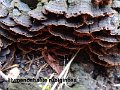 Hymenochaete rubiginosa-amf733